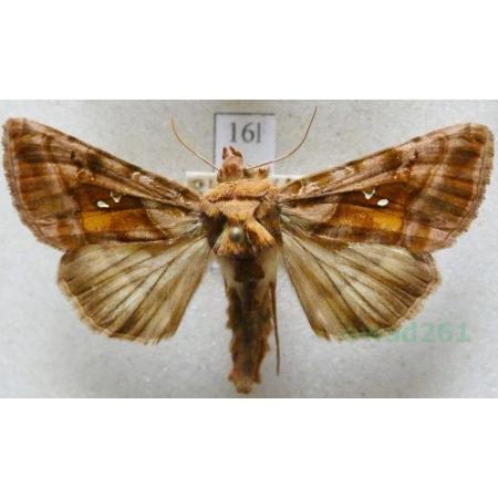 Autographa pulchrina (Haworth, 1809) Błyszczka zdobnica Czech16l